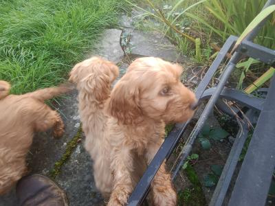 Cockapoo puppies in Kilkenny