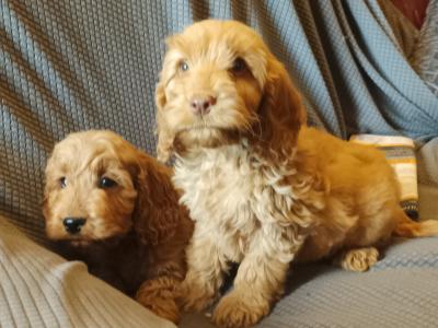 Cockapoo puppies in Kilkenny