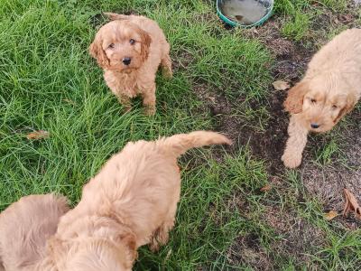 Cockapoo puppies in Kilkenny