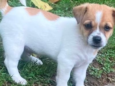 Japanese Spitz x Jack Russell puppies (Spit Jack) in Cork
