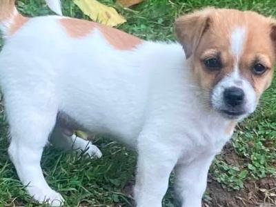Japanese Spitz x Jack Russell puppies (Spit Jack) in Cork