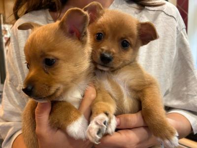 Pomeranian x Papillon/Jack Russell puppies in Kerry