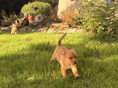 Pomeranian x Papillon/Jack Russell puppies in Kerry