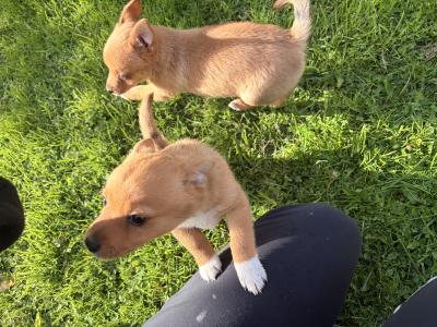 Pomeranian x Papillon/Jack Russell puppies in Kerry