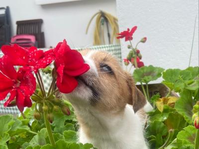 Japanese Spitz x Jack Russell puppies (Spit Jack) in Cork