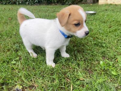 Japanese Spitz x Jack Russell puppies (Spit Jack) in Cork