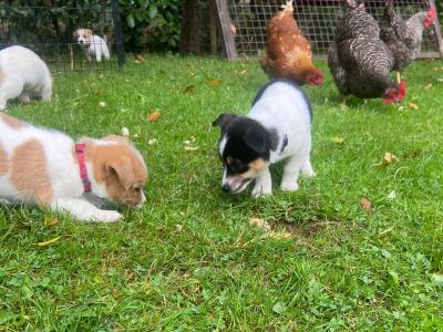 Japanese Spitz x Jack Russell puppies (Spit Jack) in Cork