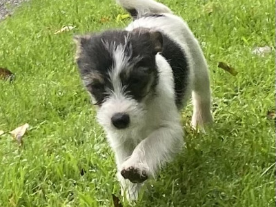 Japanese Spit x Jack Russell  puppies (Spit Jack) in Cork