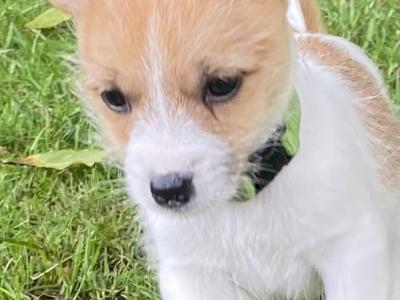 Japanese Spitz x Jack Russell puppies (Spit Jack) in Cork