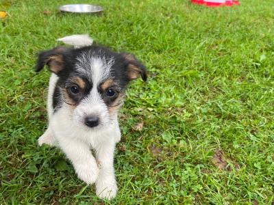Japanese Spitz x Jack Russell puppies (Spit Jack) in Cork