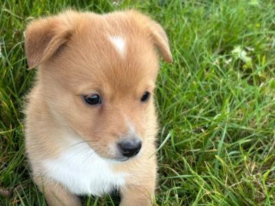 Pomeranian x Jack Russell puppies in Kerry