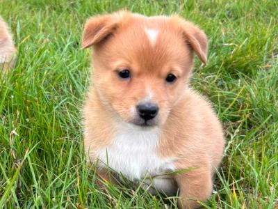 Pomeranian x Jack Russell puppies in Kerry