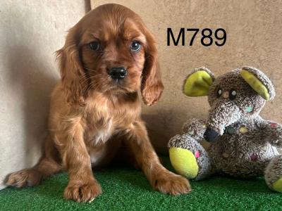 Ruby Cavalier King Charles puppies in Cavan