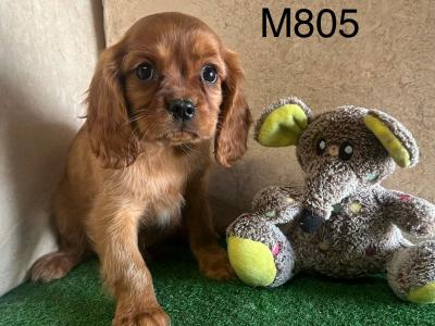 Ruby Cavalier King Charles puppies in Cavan