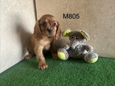 Ruby Cavalier King Charles puppies in Cavan