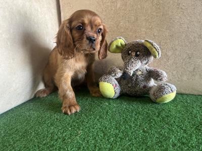 Ruby Cavalier King Charles puppies in Cavan