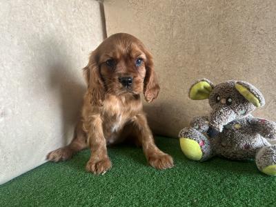 Ruby Cavalier King Charles puppies in Cavan