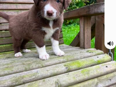 Border Collie x blue merle puppies in Cork