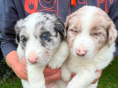 Border Collie x blue merle puppies in Cork