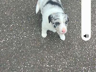 Border Collie x blue merle puppies in Cork