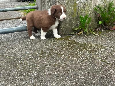 Border Collie x blue merle puppies in Cork