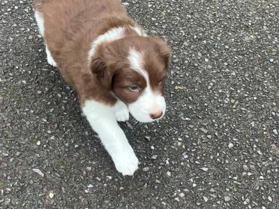 Border Collie x blue merle puppies in Cork