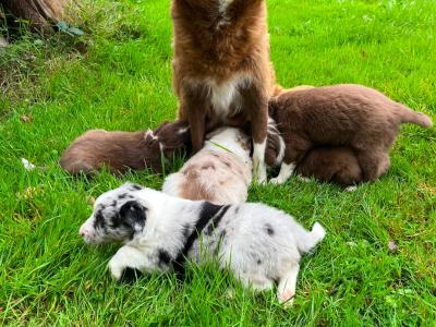 Border Collie x blue merle puppies in Cork
