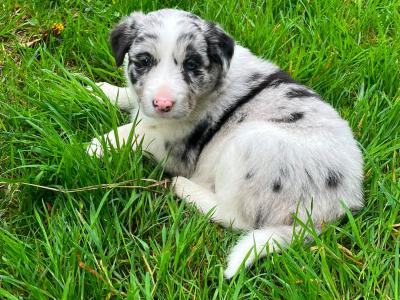 Border Collie x blue merle puppies in Cork