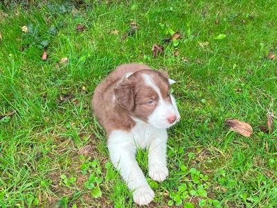Border Collie x blue merle puppies in Cork