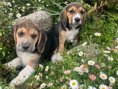 Beautiful Beagle puppies in Laois
