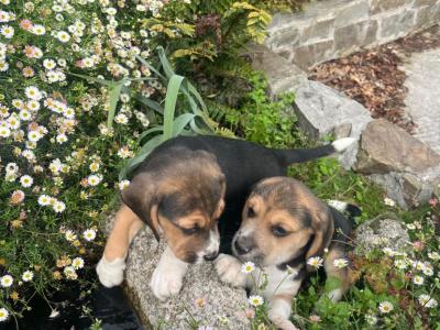 Beautiful Beagle puppies in Laois
