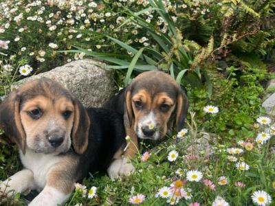 Beautiful Beagle puppies in Laois