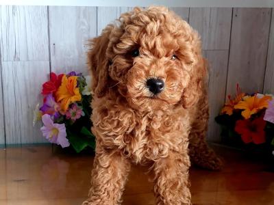 Vet checked, Child friendly Poodle puppies in Limerick