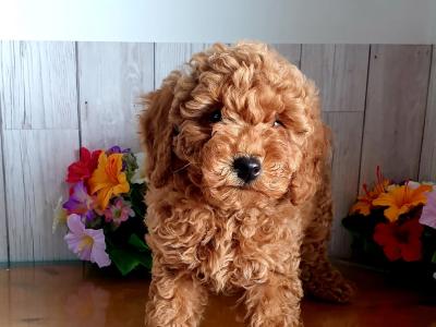 Vet checked, Child friendly Poodle puppies in Limerick