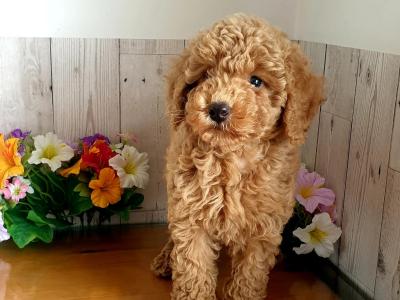 Vet checked, Child friendly Poodle puppies in Limerick