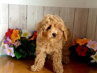 Vet checked, Child friendly Poodle puppies in Limerick