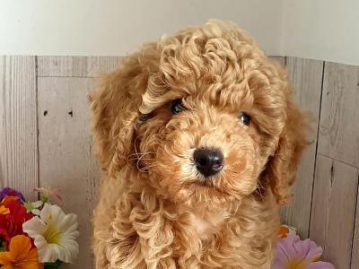 Vet checked, Child friendly Poodle puppies in Limerick