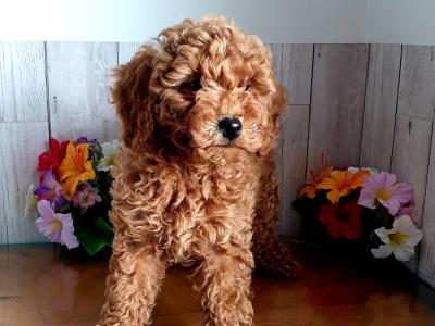 Vet checked, Child friendly Poodle puppies in Limerick