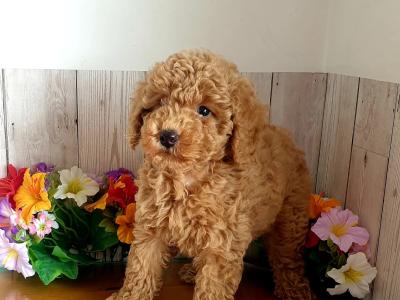 Vet checked, Child friendly Poodle puppies in Limerick