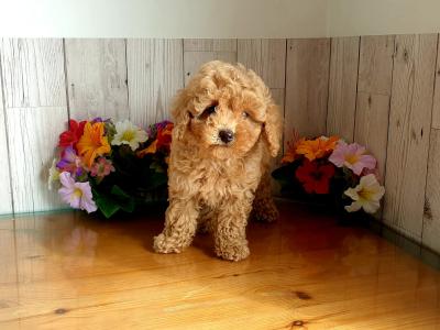 Vet checked, Child friendly Poodle puppies in Limerick