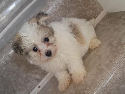 Only One female miniature Maltese X puppy remaining in Galway
