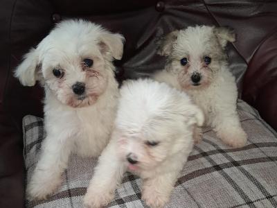 Only One female miniature Maltese X puppy remaining in Galway