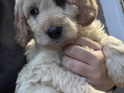 Goldendoodle puppies in Wexford