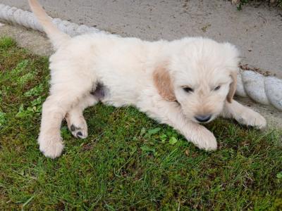 Goldendoodle puppies in Wexford