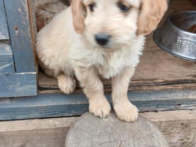 Goldendoodle puppies in Wexford