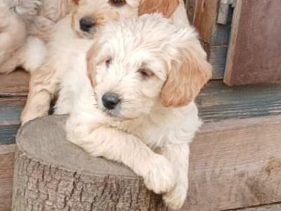 Goldendoodle puppies in Wexford