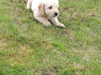 Goldendoodle puppies in Wexford