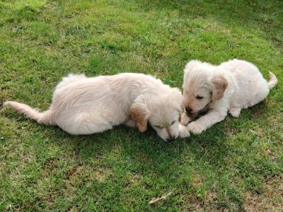 Goldendoodle puppies in Wexford