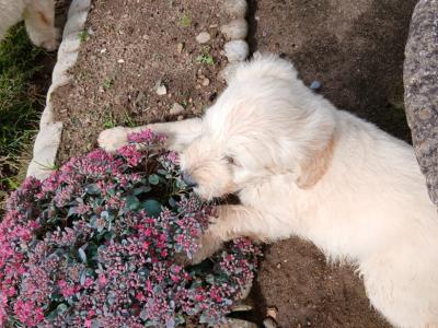 Goldendoodle puppies in Wexford