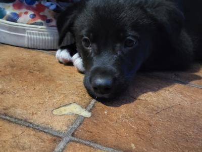 Border Collie puppies in Cork